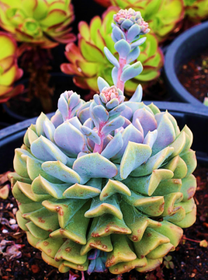 Echeveria Topsy Turvy