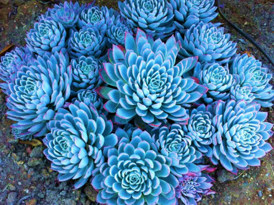 Echeveria Violet Queen