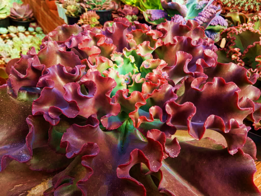 Echeveria Zorro