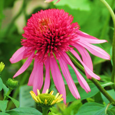 Echinacea Dbl Double Scoop Bubble Gum