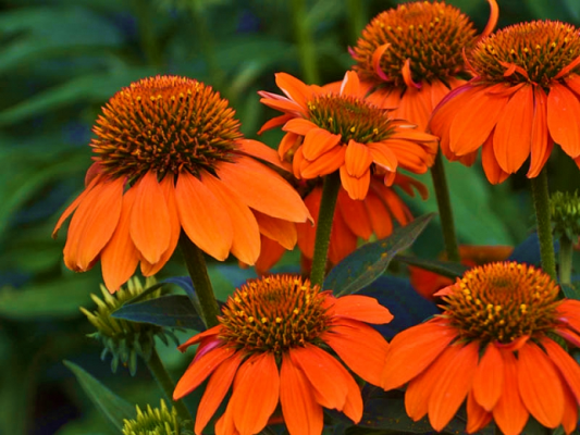 Echinacea Sombrero Adobe