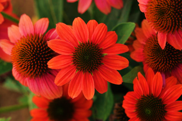 Echinacea Sombrero Hot Coral