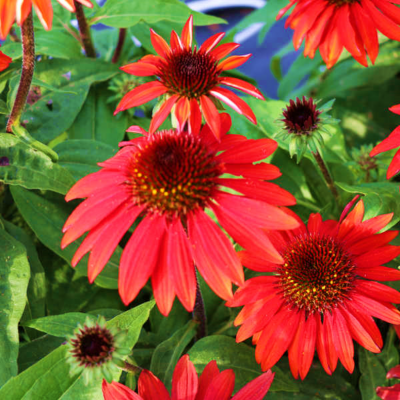 Echinacea Sombrero Sangrita
