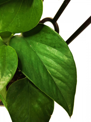 Epipremnum Green