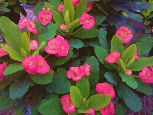 Euphorbia Dwarf Dark Pink