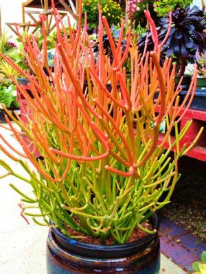 Euphorbia Firesticks