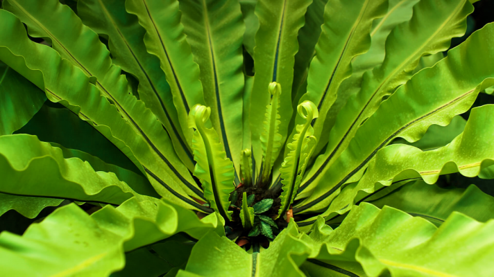 Fern Birds Nest