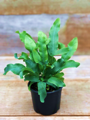 Fern Blue Star