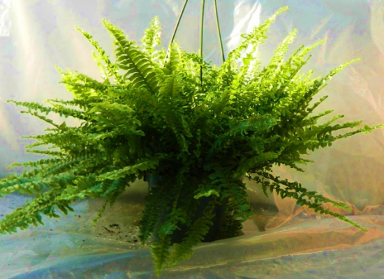 Fern Boston Blue Bell