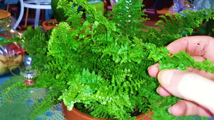 Fern Boston Fluffy Ruffles
