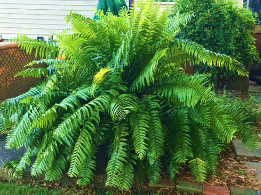 Fern Boston Macho