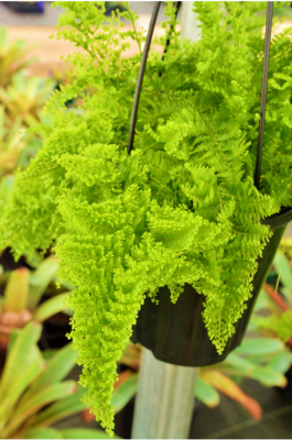 Fern Cotton Candy