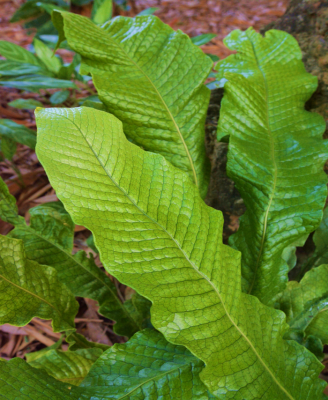 Fern Crocodyllus