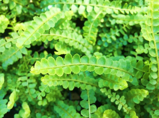 Fern Duffii