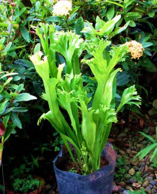 Fern Green Flame