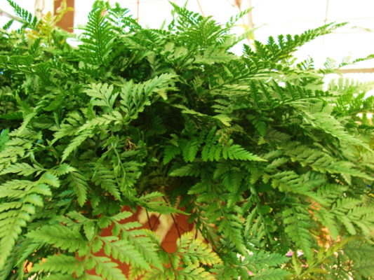 Fern Rabbits Foot (Davallia)
