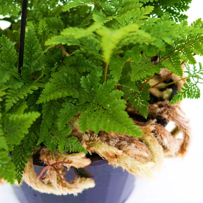 Fern Rabbits Foot White (Humata) Tissue Culture - My Plant Warehouse ...