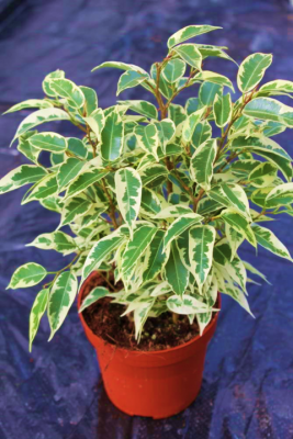 Ficus Benjamina Variegata