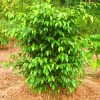 Ficus Evergreen