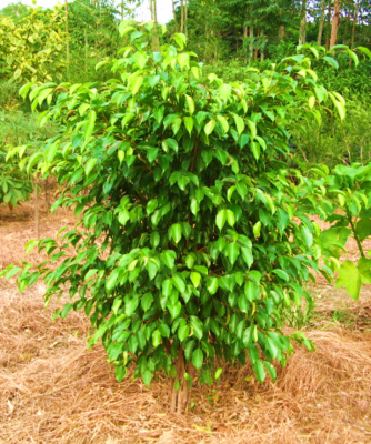 Ficus Evergreen