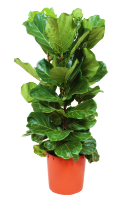 Ficus Lyrata