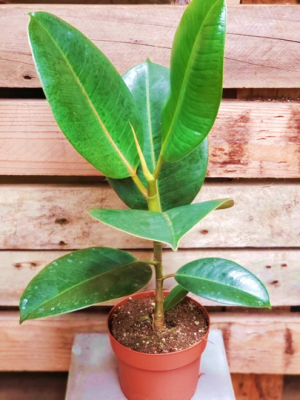 Ficus Melany