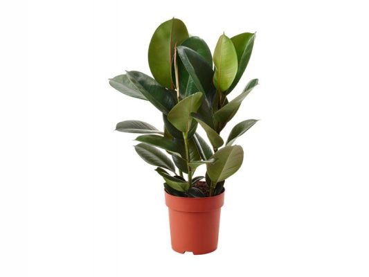 Ficus Robusta