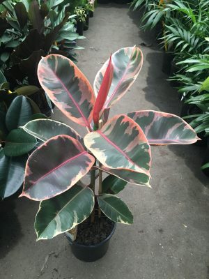 Ficus Ruby
