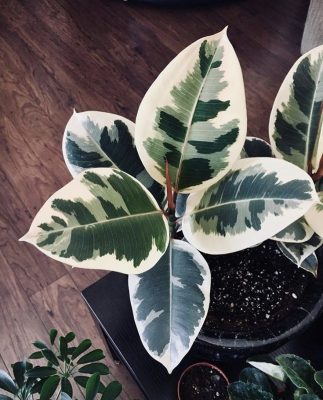 Ficus Tineke