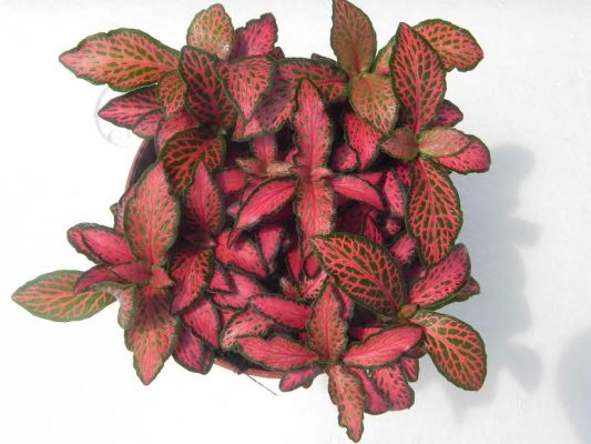 Fittonia Fire
