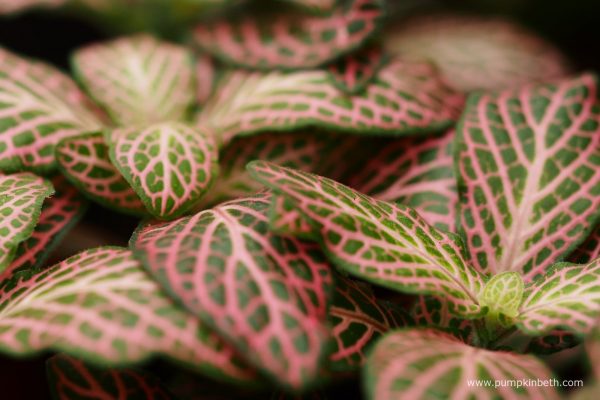 Fittonia Flaming Fire