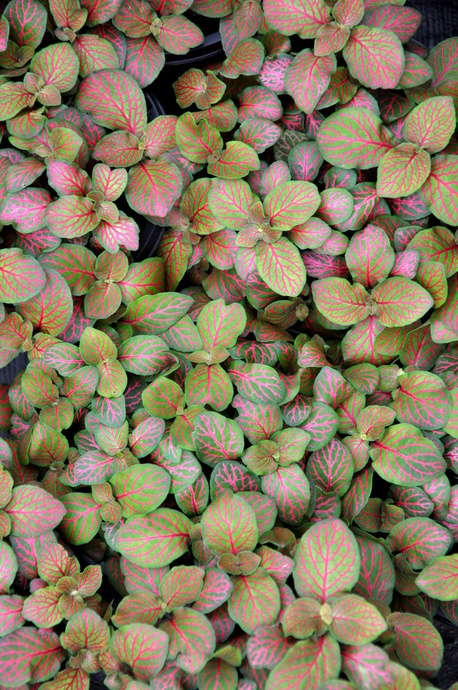 Fittonia Flammule Plant