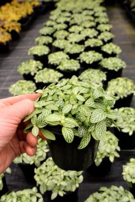 Fittonia White Angel