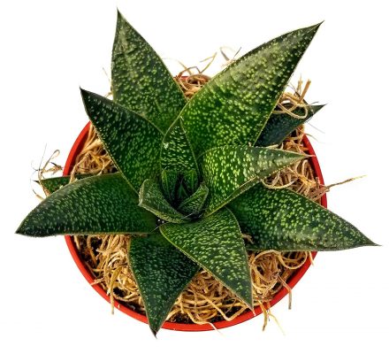 Gasteria flow