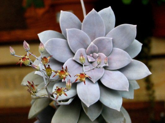 Graptopetalum Pentadandrum