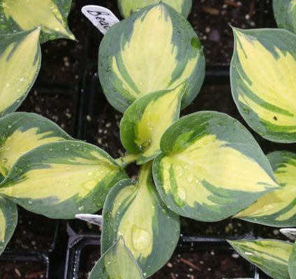 Hosta Beach Boy