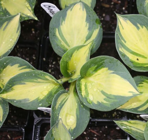 Hosta Beach Boy