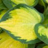 Hosta Orange Marmalade