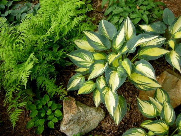 Hosta Remember Me