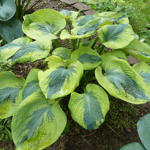 Hosta Sara's Sensation