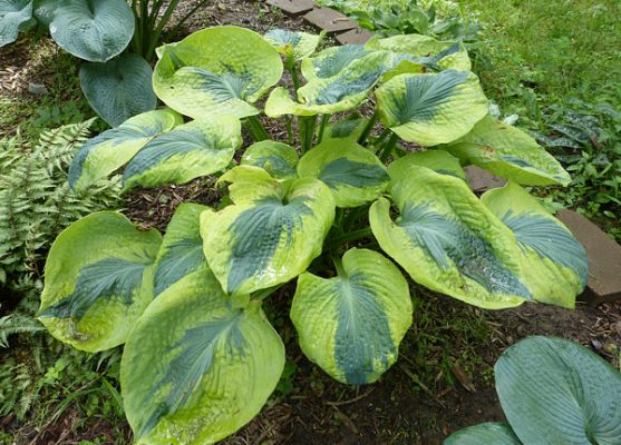 Hosta Sara's Sensation