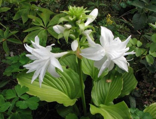 Hosta Venus