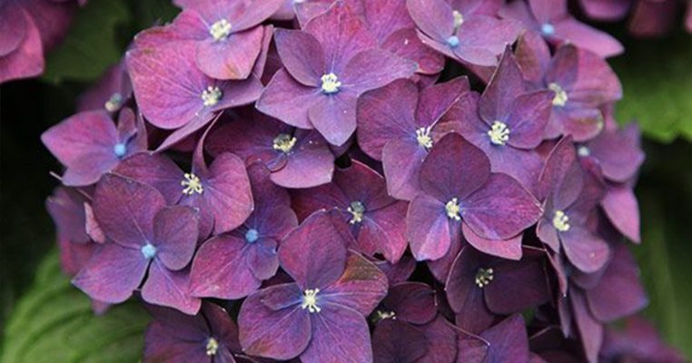 Hydrangea Schroll Deep Purple