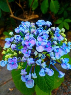 Hydrangea Schroll Popcorn Candy
