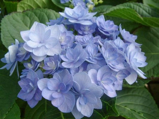 Hydrangea Schroll Red Purple Romance