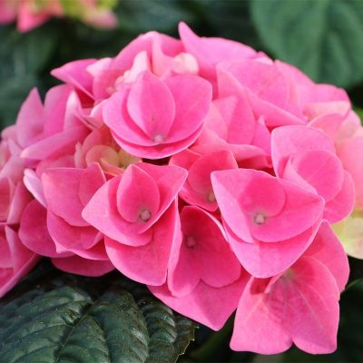 Hydrangea Schroll deep pink Sunset