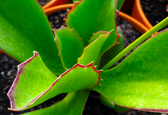 Kalanchoe Gremlin