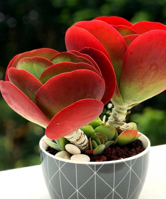 Kalanchoe Thyrsiflora