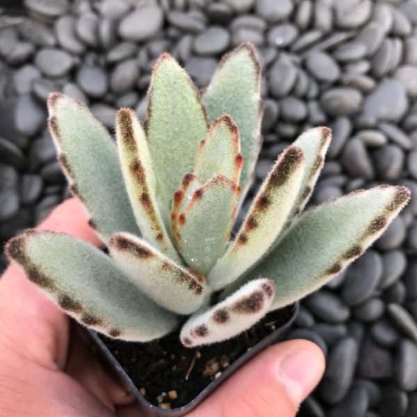 Kalanchoe Tomentosa