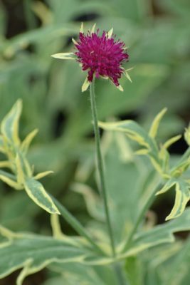 Knautia Thunder and Lightning